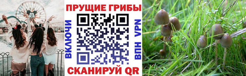 Купить закладки  Каневская  Псилоцибиновые грибы прущие грибы 